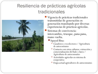 Resiliencia de prácticas agrícolas
tradicionales
Vigencia de prácticas tradicionales
transmitidas de generación en
genera...