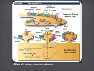 Fibras aferentes presinapticas primarias
 
