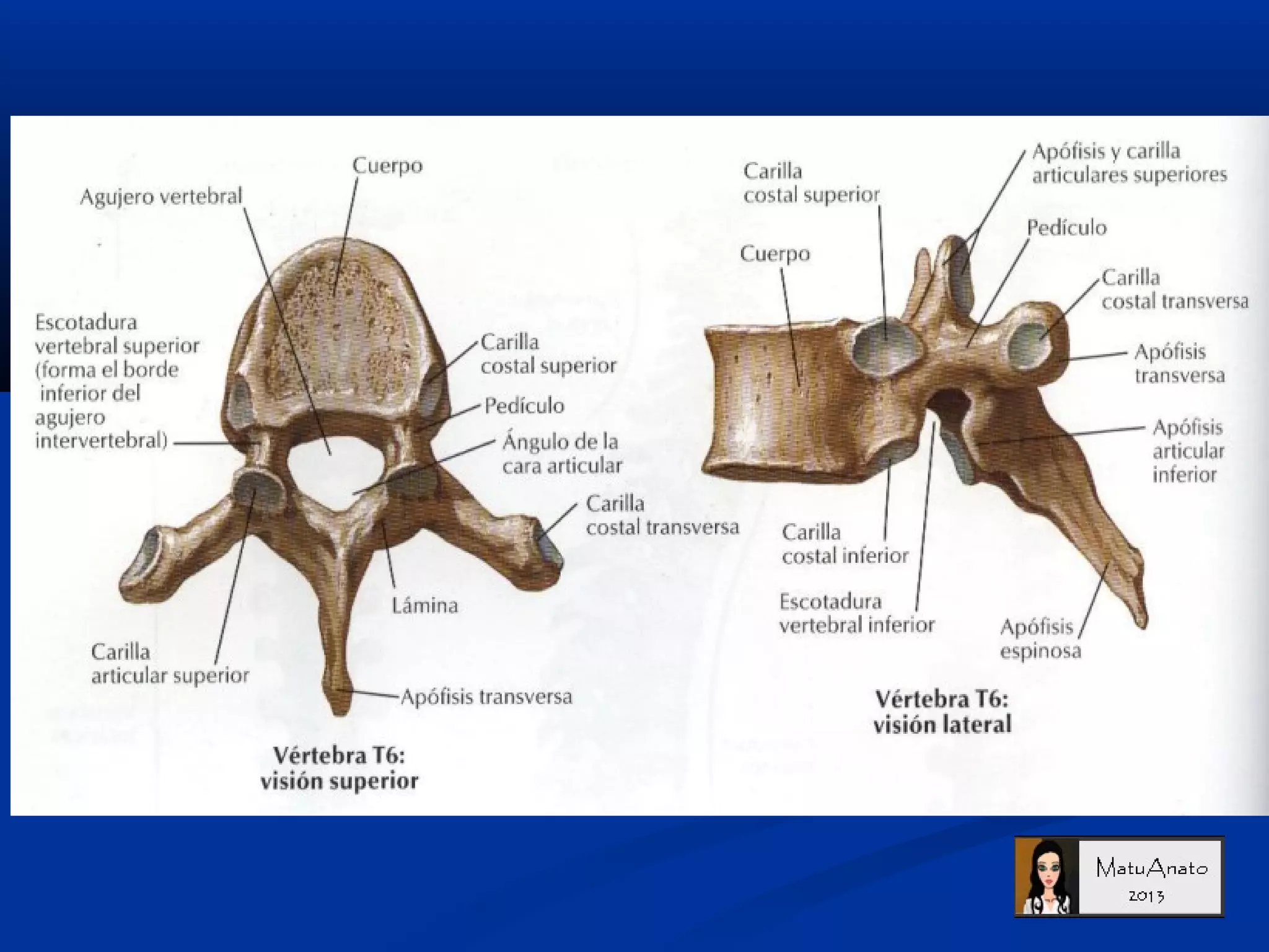 Anatomía Raquis PPT
