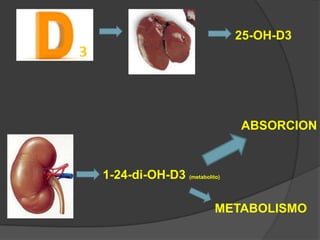 25-OH-D3




                             ABSORCION


1-24-di-OH-D3 (metabolito)

                        METABOLISMO
 