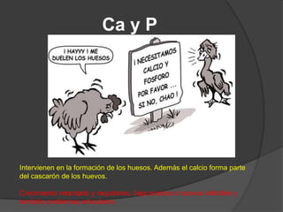 Ca y P




Intervienen en la formación de los huesos. Además el calcio forma parte
del cascarón de los huevos.

Crecimiento retardado y raquitismo, baja postura o huevos infértiles y
también problemas articulares.
 