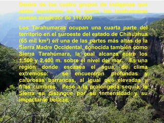 Dentro de los cuatro grupos de indígenas que están asentados en la sierra, los tarahumaras suman alrededor de 110,000 Los Tarahumaras ocupan una cuarta parte del territorio en el suroeste del estado de Chihuahua (65 mil km²) en una de las partes más altas de la Sierra Madre Occidental, conocida también como Sierra Tarahumara, la cual alcanza entre los 1,500 y 2,400 m. sobre el nivel del mar.  Es una región donde escasea el agua, de clima extremoso:  se encuentran profundas y calurosas barrancas, al igual que elevadas y frías cumbres.  Pese a la prolongada sequía, la Sierra se distingue por su inmensidad y su impactante belleza. 