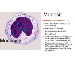 Rara Sistem sirkulasi pada manusia.pptx
