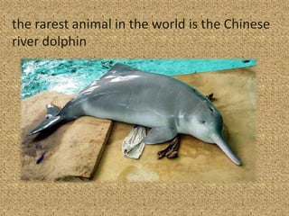 the rarest animal in the world is the Chinese
river dolphin

 