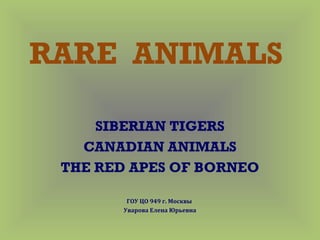 RARE ANIMALS
SIBERIAN TIGERS
CANADIAN ANIMALS
THE RED APES OF BORNEO
ГОУ ЦО 949 г. Москвы
Уварова Елена Юрьевна

 