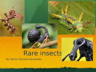 Rare insects
By Héctor Donaire Hernández
 