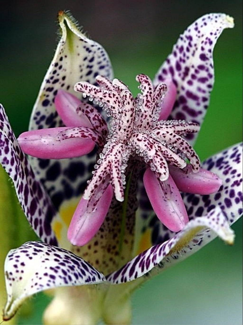 FLORES RARAS E IMPRESSIONANTES