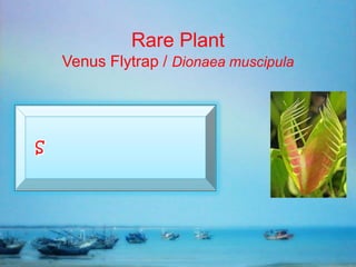 Rare Plant
Venus Flytrap / Dionaea muscipula
 
