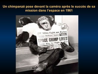 Un chimpanzé pose devant la caméra après le succès de sa
mission dans l’espace en 1961

 
