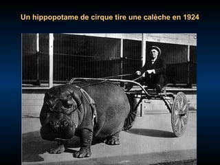 Un hippopotame de cirque tire une calèche en 1924

 