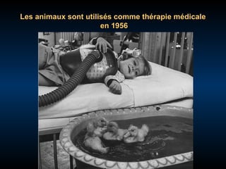 Les animaux sont utilisés comme thérapie médicale
en 1956

 
