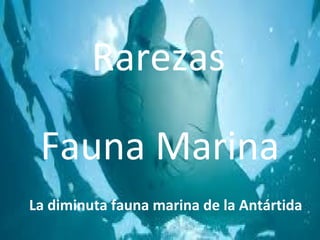 Rarezas
Fauna Marina
La diminuta fauna marina de la Antártida
 