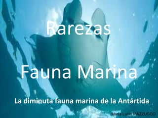 Rarezas
Fauna Marina
La diminuta fauna marina de la Antártida
María Luján MAZZUCCO
 