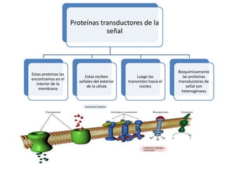Proteínas transductores de la
                                  señal




                                                                     Bioquímicamente
Estas proteínas las
                           Estas reciben            Luego las          las proteínas
encontramos en el
                        señales del exterior   transmiten hacia el   transductores de
   interior de la
                            de la célula             núcleo              señal son
    membrana
                                                                       heterogéneas
 