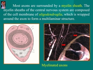 Myelinated axons Most axons are surrounded by a  myelin sheath . The myelin   sheaths of the central nervous system are composed   of the cell membrane of  oligodendroglia , which is   wrapped around the axon to form a multilaminar structure. 