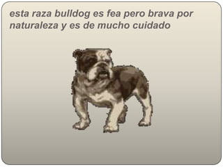 esta raza bulldog es fea pero brava por naturaleza y es de mucho cuidado