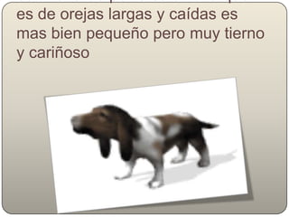 esta raza de perro salchicha que es de orejas largas y caídas es mas bien pequeño pero muy tierno y cariñoso 