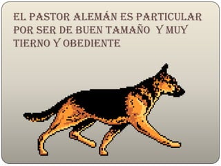 El pastor alemán es particular por ser de buen tamaño  y muy tierno y obediente