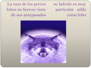 La raza de los perros lobos su fiereza viene de sus antepasados su ladrido es muy particular   aúlla como lobo