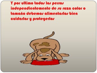 Y por ultimo todos los perros independientemente de su raza color o tamaño debemos alimentarlos bien cuidarlos y protegerlos