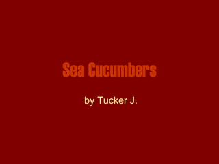 Sea Cucumbers by Tucker J. 