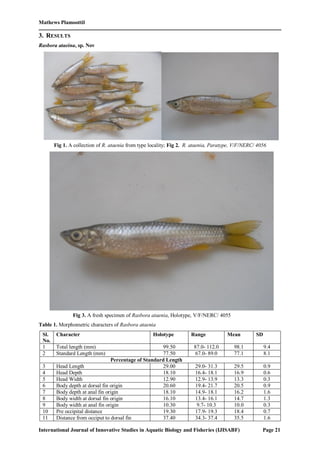 Mathews Plamoottil
International Journal of Innovative Studies in Aquatic Biology and Fisheries (IJISABF) Page 21
3. RESULTS
Rasbora ataeina, sp. Nov
Fig 1. A collection of R. ataenia from type locality; Fig 2. R. ataenia, Paratype, V/F/NERC/ 4056
Fig 3. A fresh specimen of Rasbora ataenia, Holotype, V/F/NERC/ 4055
Table 1. Morphometric characters of Rasbora ataenia
Sl.
No.
Character Holotype Range Mean SD
1 Total length (mm) 99.50 87.0- 112.0 98.1 9.4
2 Standard Length (mm) 77.50 67.0- 89.0 77.1 8.1
Percentage of Standard Length
3 Head Length 29.00 29.0- 31.3 29.5 0.9
4 Head Depth 18.10 16.4- 18.1 16.9 0.6
5 Head Width 12.90 12.9- 13.9 13.3 0.3
6 Body depth at dorsal fin origin 20.60 19.4- 21.7 20.5 0.9
7 Body depth at anal fin origin 18.10 14.9- 18.1 16.2 1.6
8 Body width at dorsal fin origin 16.10 13.4- 16.1 14.7 1.3
9 Body width at anal fin origin 10.30 9.7- 10.3 10.0 0.3
10 Pre occipital distance 19.30 17.9- 19.3 18.4 0.7
11 Distance from occiput to dorsal fin 37.40 34.3- 37.4 35.5 1.6
 