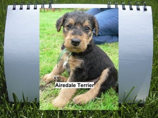 Airedale Terrier
 