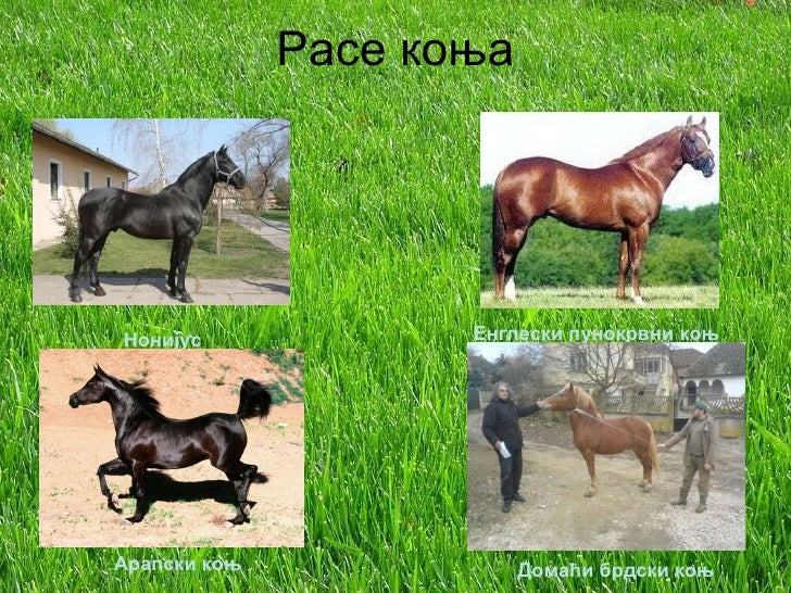 Rase konja