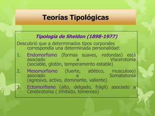 Teorías Tipológicas
Tipología de Sheldon (1898-1977)
Descubrió que a determinados tipos corporales
correspondía una determinada personalidad:
1. Endomorfismo (formas suaves, redondas) está
asociado a Viscerotonia
(sociable, glotón, temperamento estable)
2. Mesomorfismo (fuerte, atlético, musculoso)
asociado a Somatotonia
(agresivo, activo, dominante, valiente)
3. Ectomorfismo (alto, delgado, frágil) asociado a
Cerebrotonia ( inhibido, temeroso)
 