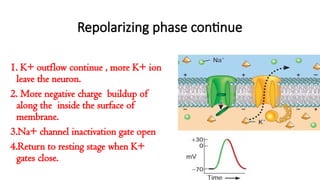 Comprehensive Overview of Action Potential in the Nervous System | PPTX