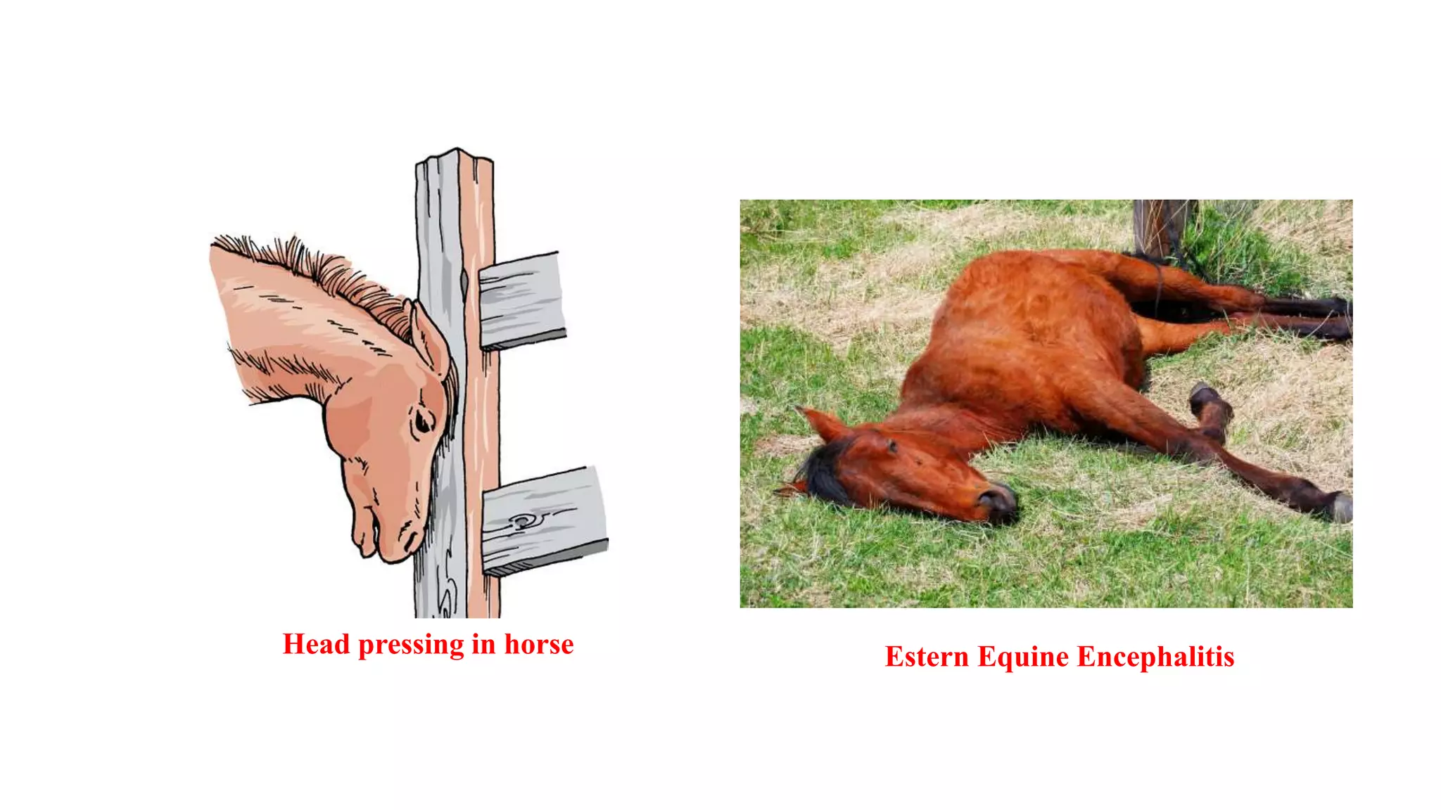 Viral encephalomyelitis of horse | PPTX