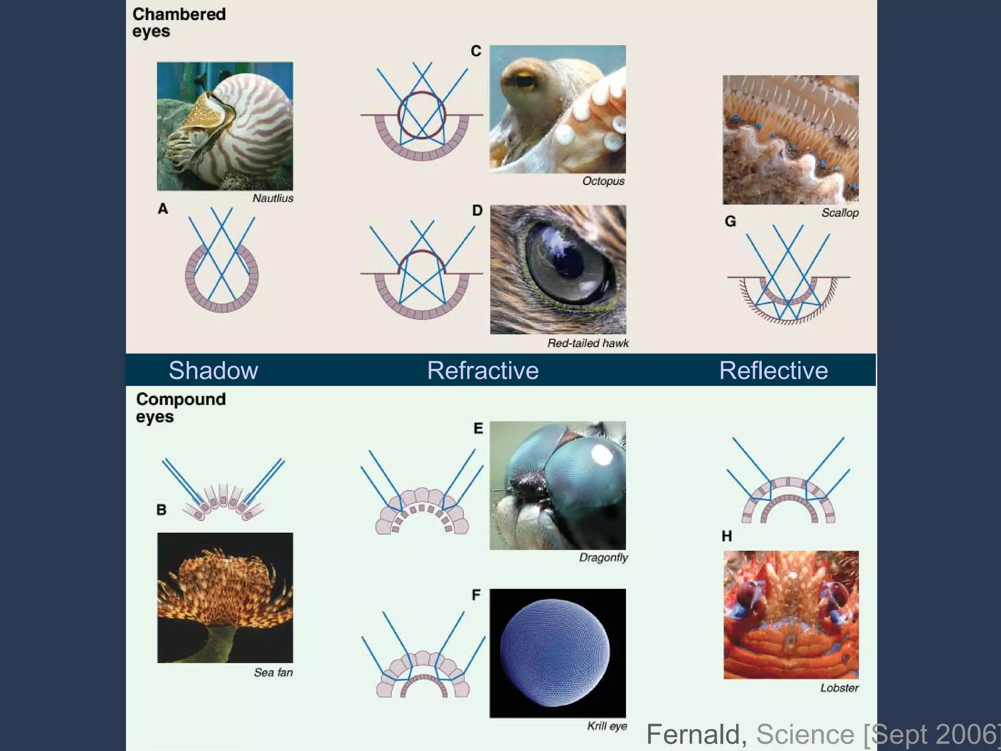 Fernald,  Science [Sept 2006] Shadow Refractive Reflective 