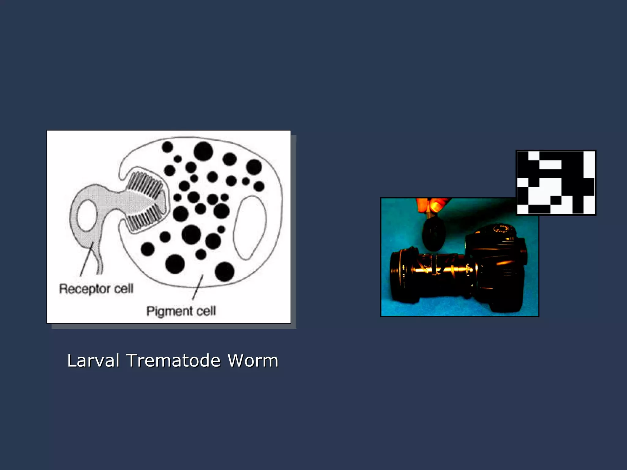 Larval Trematode Worm 