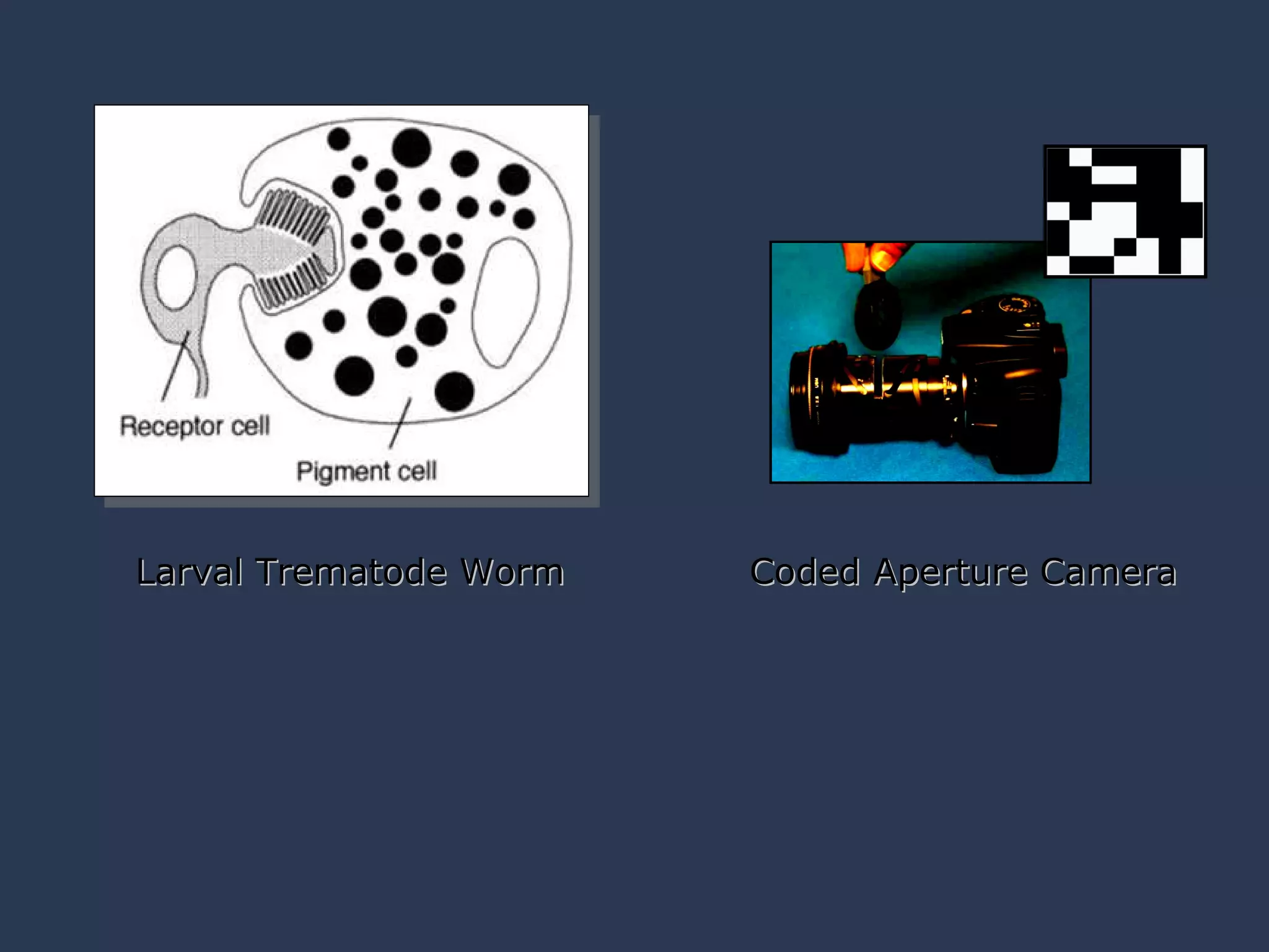 Larval Trematode Worm Coded Aperture Camera “ Photography is the Art of Exclusion” 