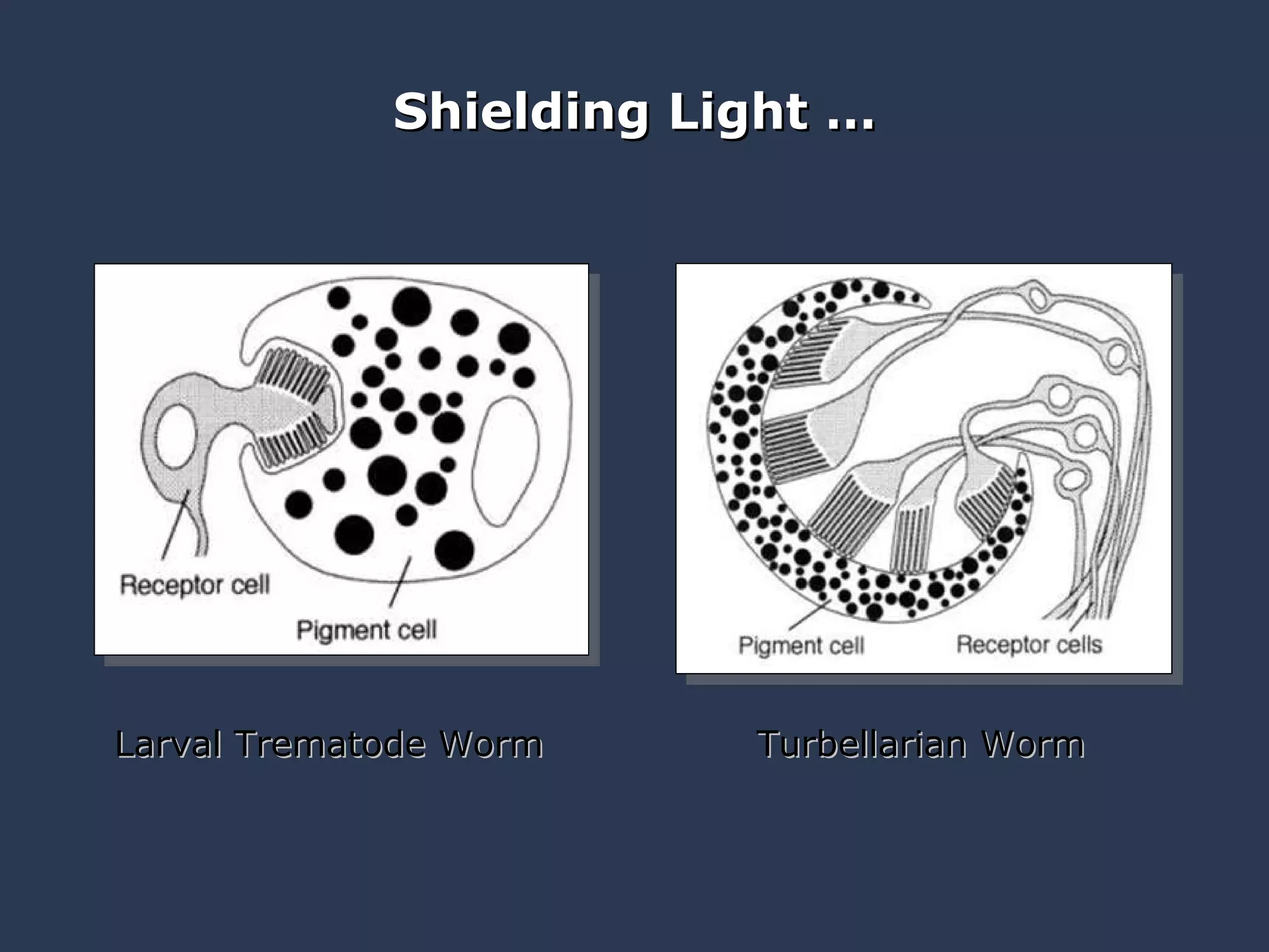 Shielding Light … Larval Trematode Worm Turbellarian Worm 