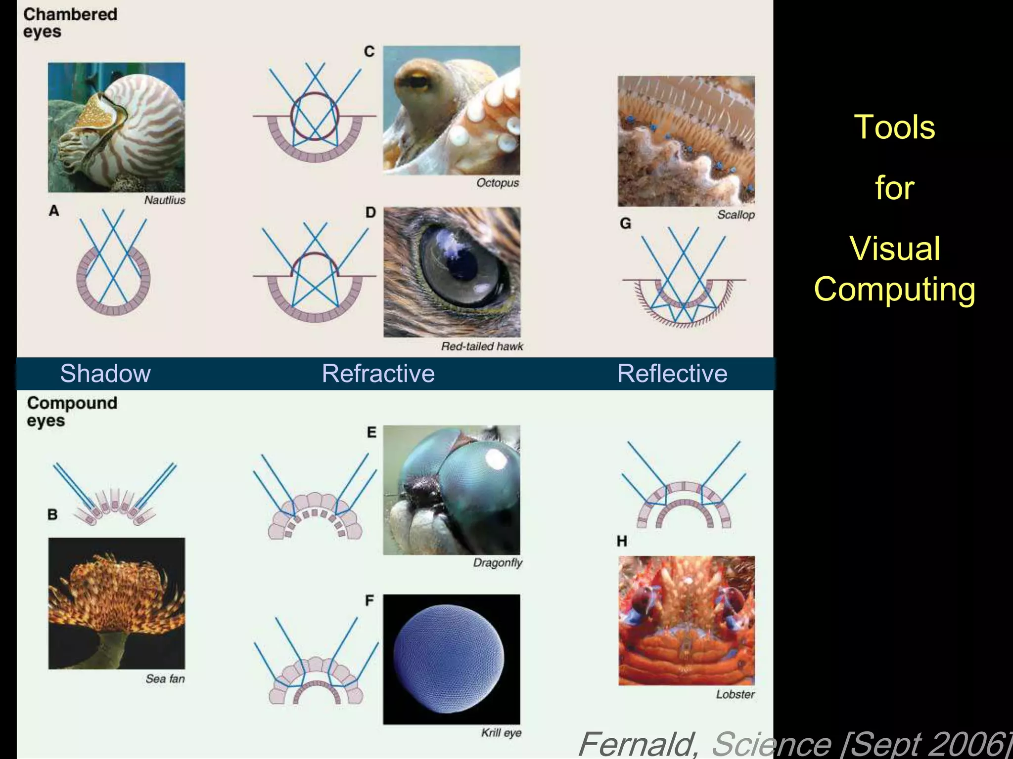 Tools forVisual ComputingShadowRefractiveReflectiveFernald, Science [Sept 2006]