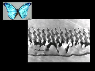 View Dependent Appearance and Iridescent color  Cross section through a single M. rhetenor scale 