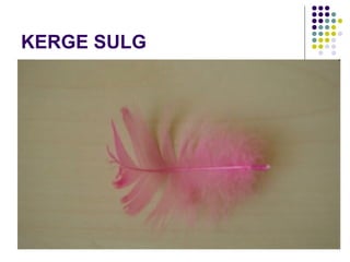KERGE SULG 