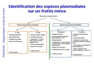 Paludisme:diagnostiqueravantdetraiter
Identification des espèces plasmodiales
sur un frottis mince
 
