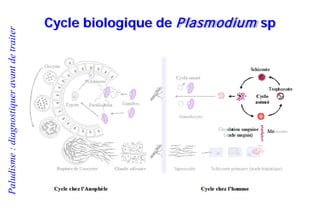 Paludisme:diagnostiqueravantdetraiter
Cycle biologique de Plasmodium sp
 