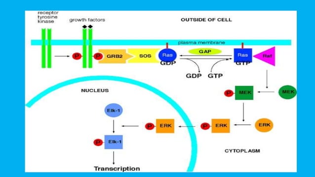 MAPK -Ras pathway | PPTX | Endocrine and Metabolic Diseases | Diseases ...