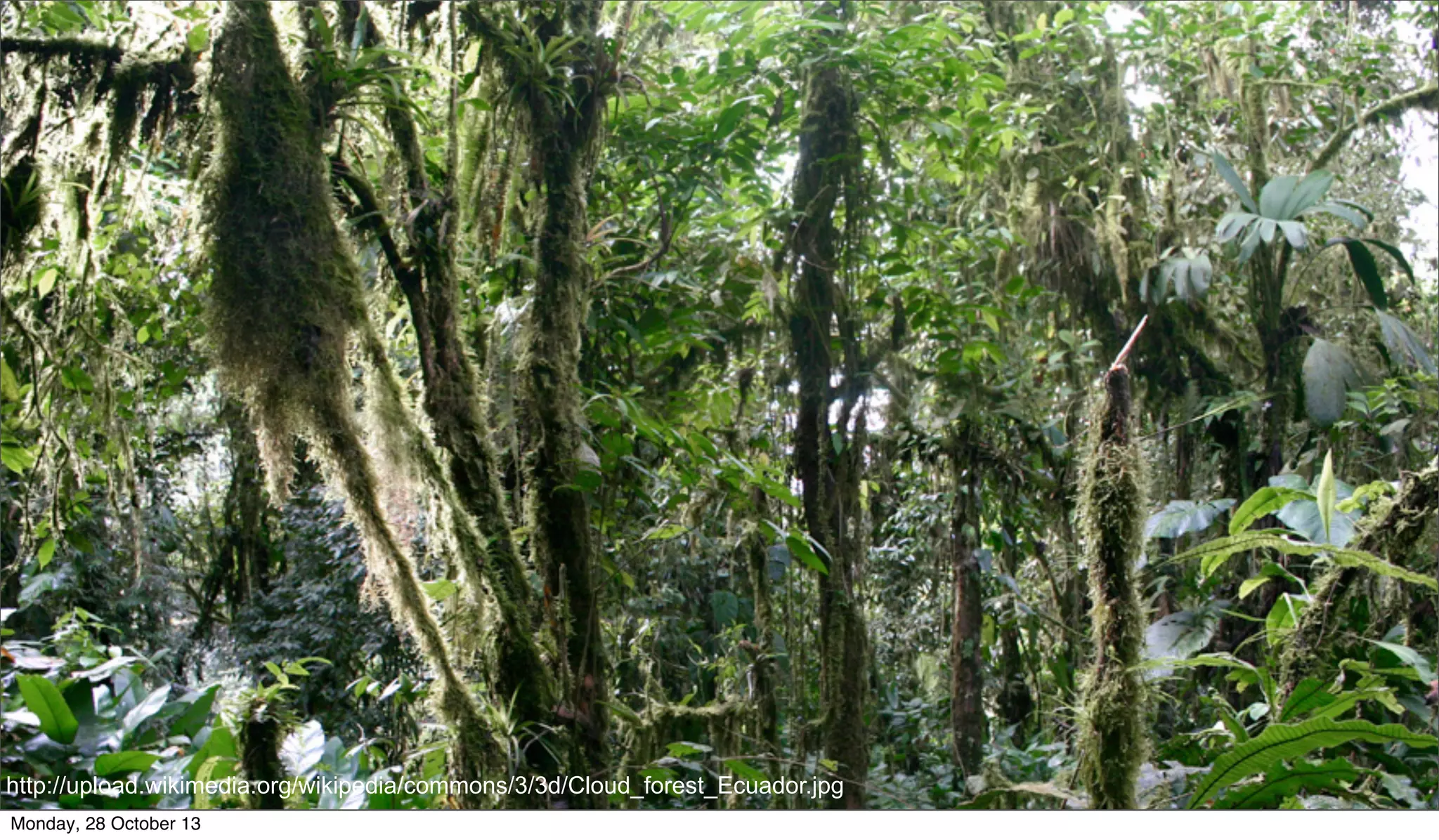 http://upload.wikimedia.org/wikipedia/commons/3/3d/Cloud_forest_Ecuador.jpg
Monday, 28 October 13

 