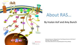 About RAS…
By Irsalan Asif and Amy Bunch
Ras Pathway
GDP
GTP CD-GEGII
GA
P
GTP
Elk1
c-Fos
ATF2
c-Jun
P
P P
P
P
P
Stress Fibers and
Focal Adhesions
Gene
Expression
PLD
Pathway
PMA
Growth Factors
SO
S
p120-
GAP
p190-B
Rho
PI3KPLC-ε
Rap1
A
PLD RalBP1
PAKs
ERKs
ERKs
JNKK
JNK
JNK
MEKK1
CDC42
Rac
MEKs
Raf
RalGDS
Ral
GRB2
GE
F
Ras Ras
2009
ProteinLounge.com
C
Sabiosciences.com. Pathway Central: Ras Pathway [Internet]. 2014 [cited 7
December 2014]. Available from:
http://www.sabiosciences.com/pathway.php?sn=Ras_Pathway
 
