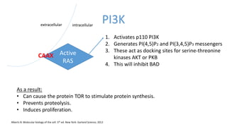 Pi3ka Ras Interaction Ras presentation complete | PPTX
