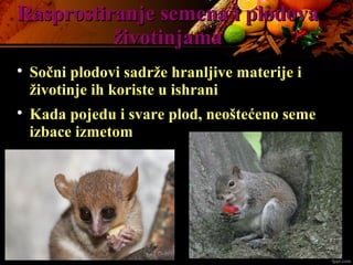 Rasprostiranje semena i plodovaRasprostiranje semena i plodova
životinjamaživotinjama

Sočni plodovi sadrže hranljive materije i
životinje ih koriste u ishrani

Kada pojedu i svare plod, neoštećeno seme
izbace izmetom
 
