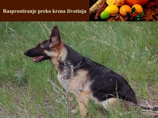 Rasprostiranje preko krzna životinja
 