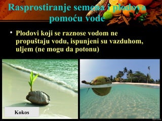Rasprostiranje semena i plodova
pomoću vode

Plodovi koji se raznose vodom ne
propuštaju vodu, ispunjeni su vazduhom,
uljem (ne mogu da potonu)
Kokos
 