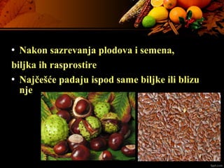  Nakon sazrevanja plodova i semena,
biljka ih rasprostire
 Najčešće padaju ispod same biljke ili blizu
nje
 