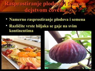 Rasprostiranje plodova i semenaRasprostiranje plodova i semena
dejstvom čovekadejstvom čoveka

Namerno rasprostiranje plodova i semena

Različite vrste biljaka se gaje na svim
kontinentima
 