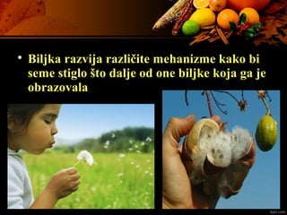 
Biljka razvija različite mehanizme kako bi
seme stiglo što dalje od one biljke koja ga je
obrazovala
 